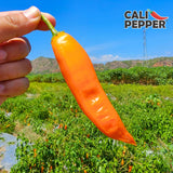Cali Pepper Aji Amarillo Hot Sauce - Yellow Chili Pepper Sauce Made from Aged Aji Amarillo Peppers - Hot Heat (40,000-50,000 SHU) - Squeeze Bottle 8.4