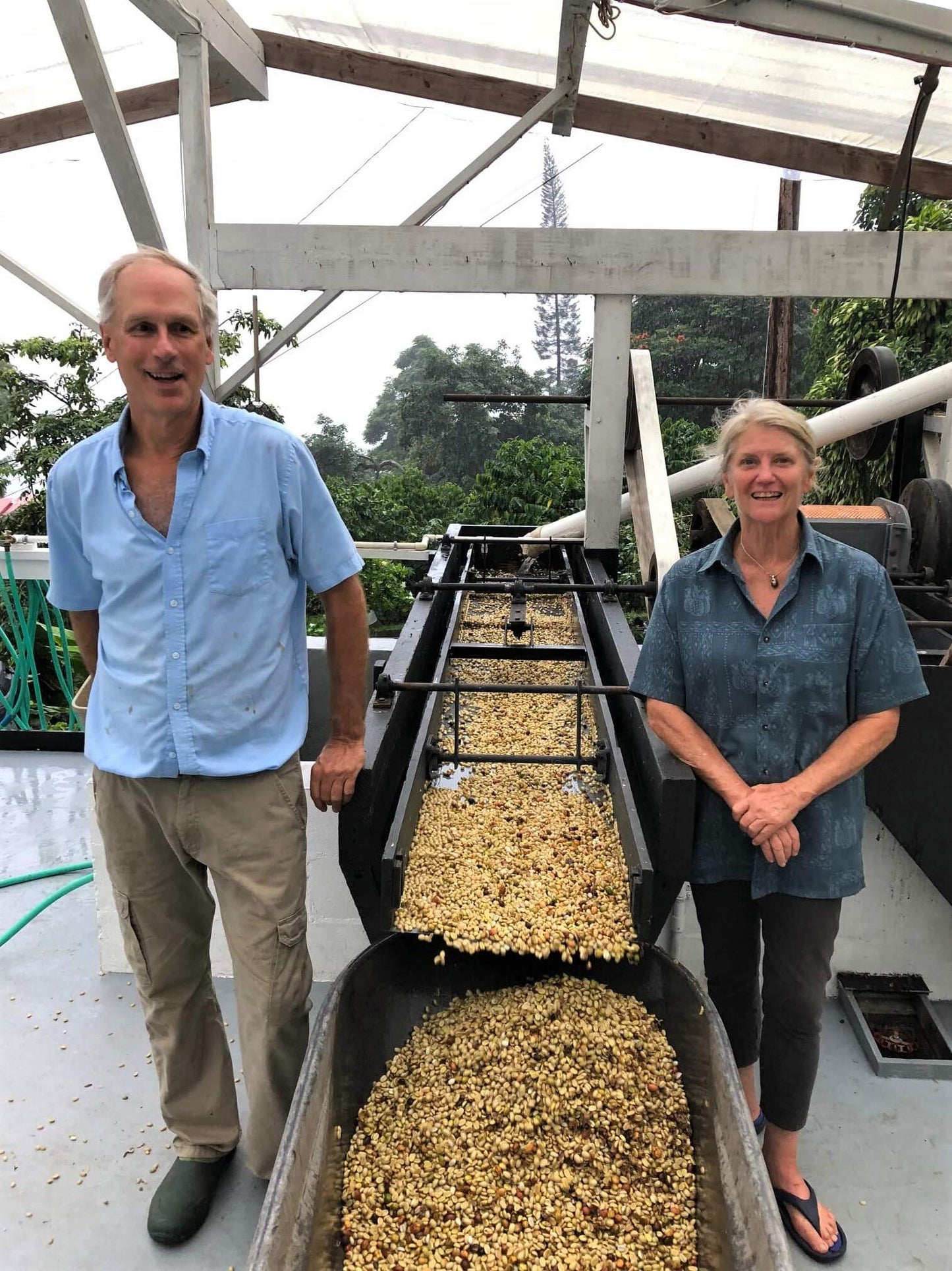 100% Kona Coffee - Whole Bean, Medium roast, Single estate gourmet coffee, 16 ounces, Farm fresh roasted from Domain Kona Coffee