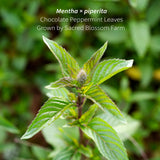 Chocolate Peppermint Herbal Tea | Sacred Blossom Farm | 1.7 oz. Loose Leaf | Ease Digestion & Headache* | Organically Grown in Wisconsin | Caffeine
