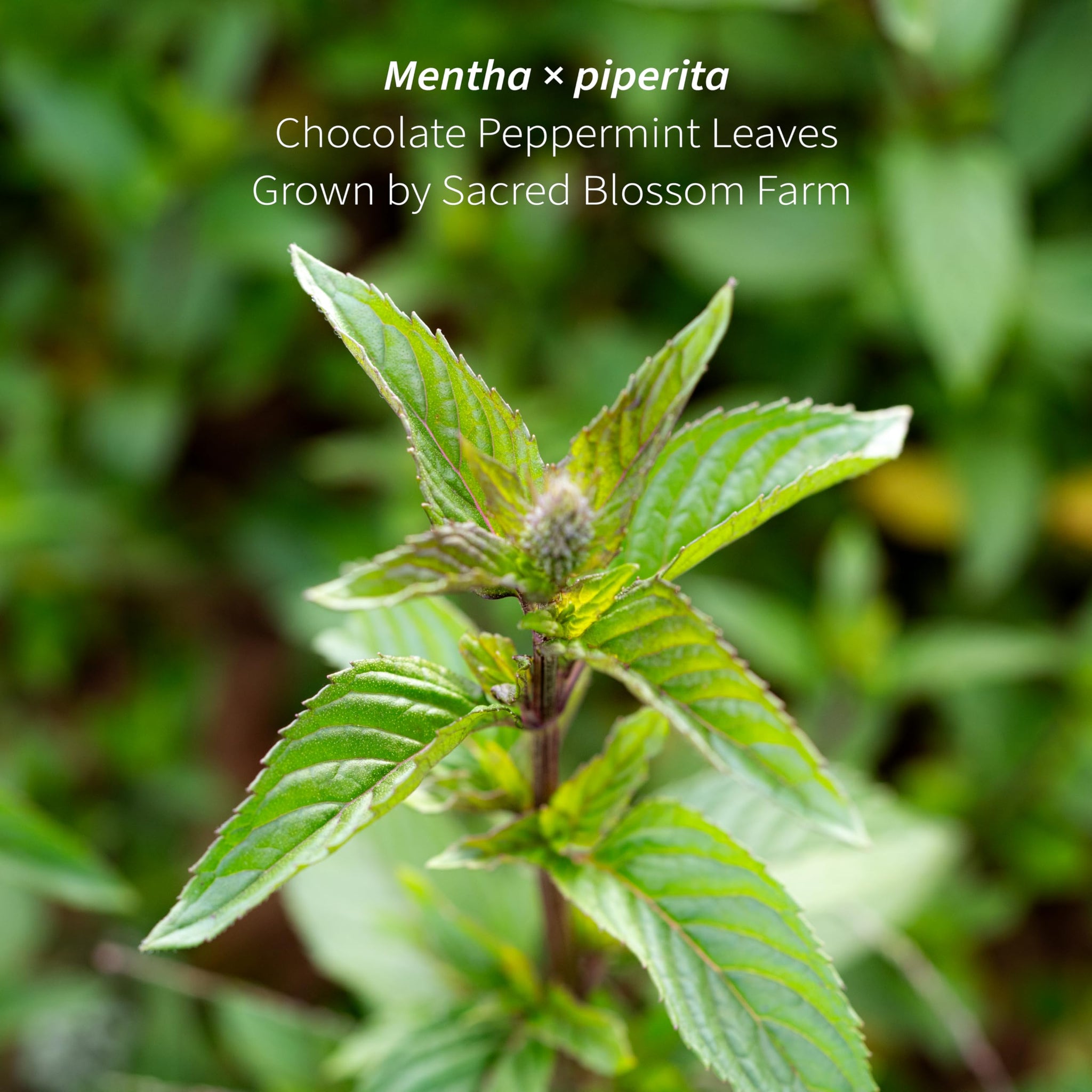Chocolate Peppermint Herbal Tea | Sacred Blossom Farm | 1.7 oz. Loose Leaf | Ease Digestion & Headache* | Organically Grown in Wisconsin | Caffeine