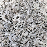 SOUL STICKS California White Sage Organic Loose Clusters Leaves Bulk for Cleansing, Purification, Meditation, Smudging and Negativity Clearing (3 lbs)