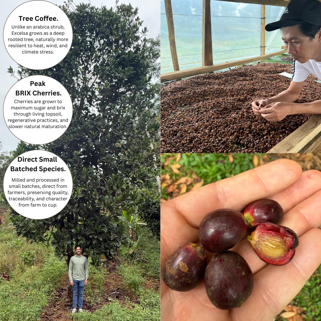 Excelsa Coffee - Vietnam Green Coffee Beans, Unroasted, 5 lbs | Rare Species, Home Roasting, Bright Fruity Flavor, Low Caffeine