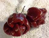 50 Jamaican Scotch Bonnet Pepper Seed (Chocolate Strain) NOT Regular Habanero