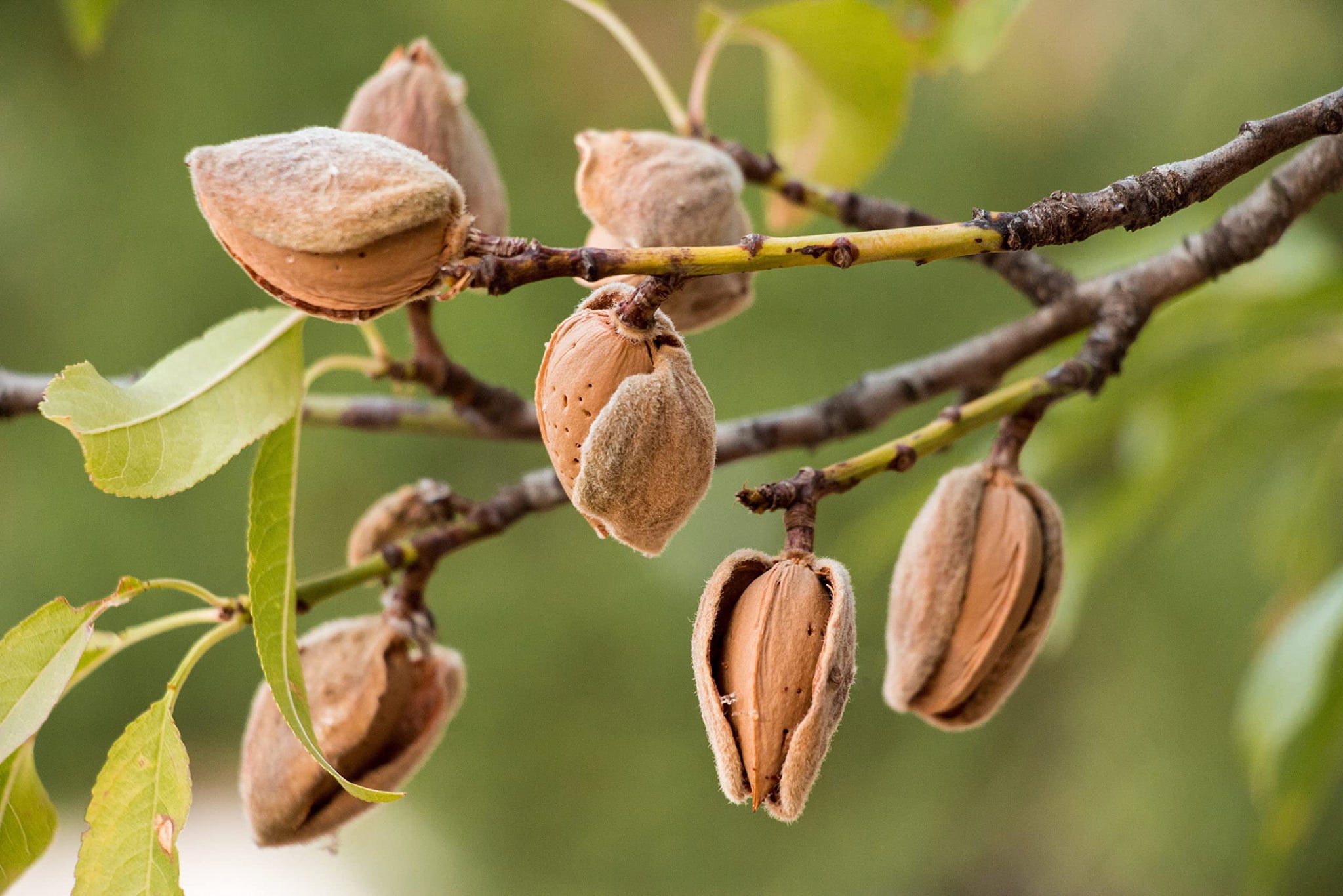 Food to Live Dry Roasted California Almonds with Himalayan Salt, 1 Pound Oven Roasted, Lightly Salted Nuts, No Oil Added, Vegan, Kosher, Bulk. High in