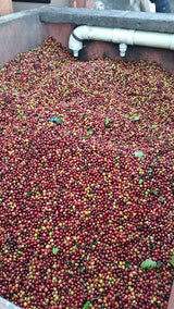 Colombian Green Unroasted Coffee Beans 3 Pounds Single Origin Farm Barcelona