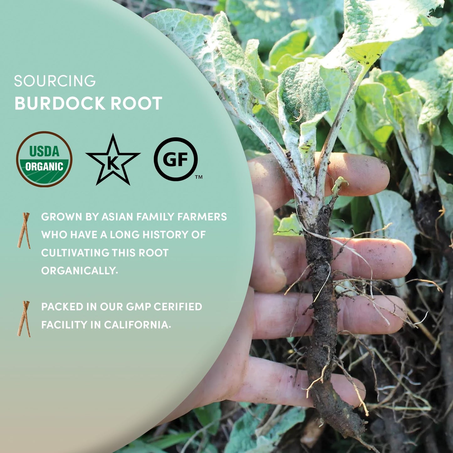 Worldwide Botanicals Organic Burdock Root - 1 lb - 100% Arctium lappa - Raíz de Bardana - Cut & Sift, Excellent Detox and Digestion Herb tea, Used