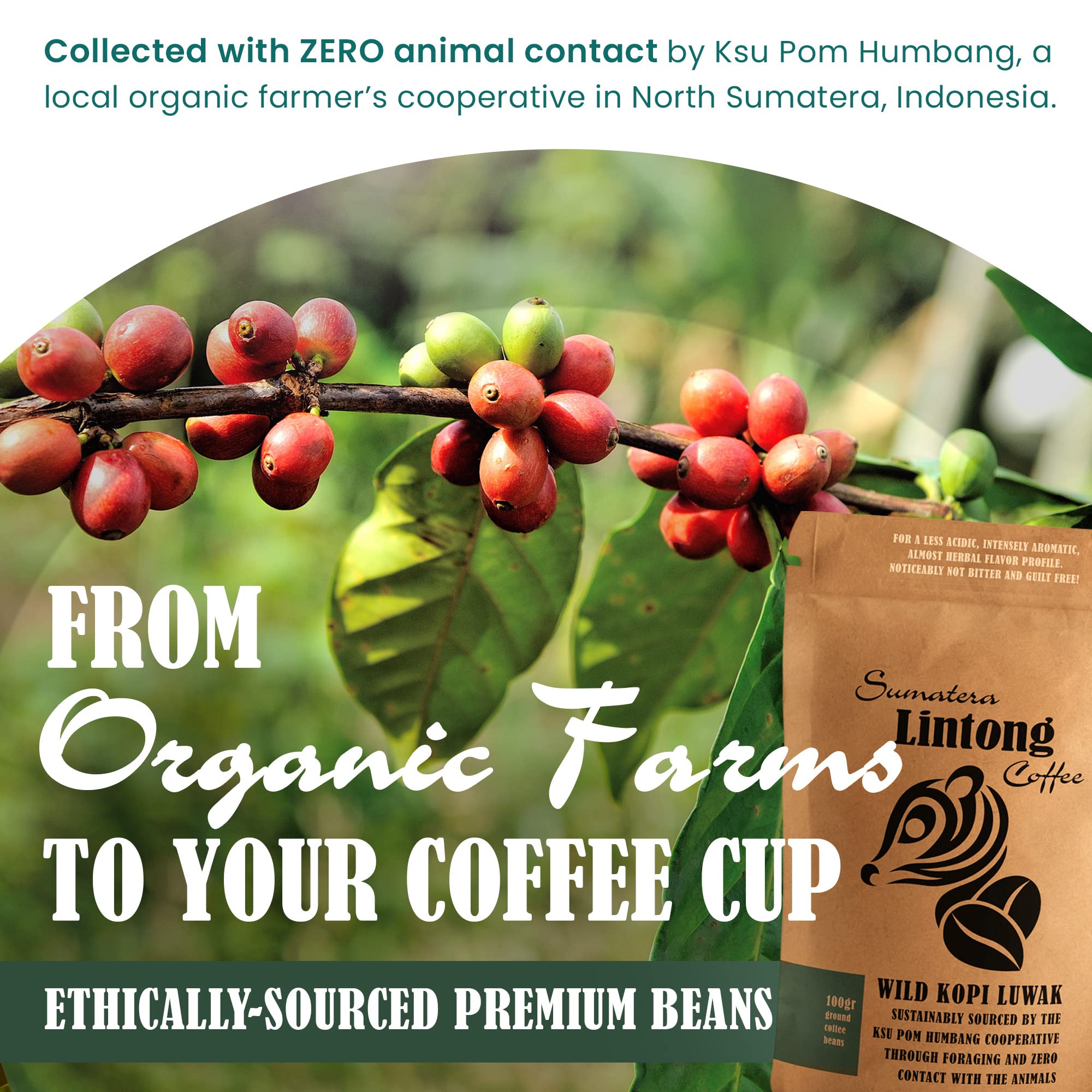 Ground Wild Kopi Luwak, the World’s Most Exclusive Coffee, Sustainably Sourced From Sumatra, Indonesia (Ground Coffee, 100gr)