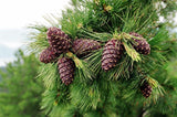 Pine Nuts 300 gr, Premium Quality, vacuum packed (Pine nuts, 300 gr, 10.58 oz)