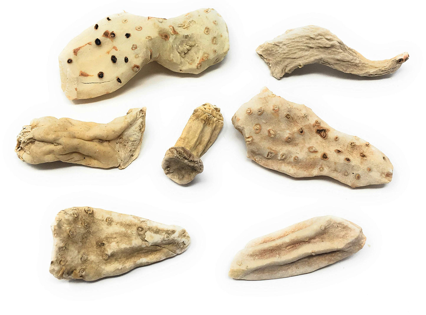Whole Orris Root - 100% Iris Germanica - Iris Root Contains Essential Oils, Flavonoids And Is Used In Perfumes - Net Weight: 1.76oz / 50g