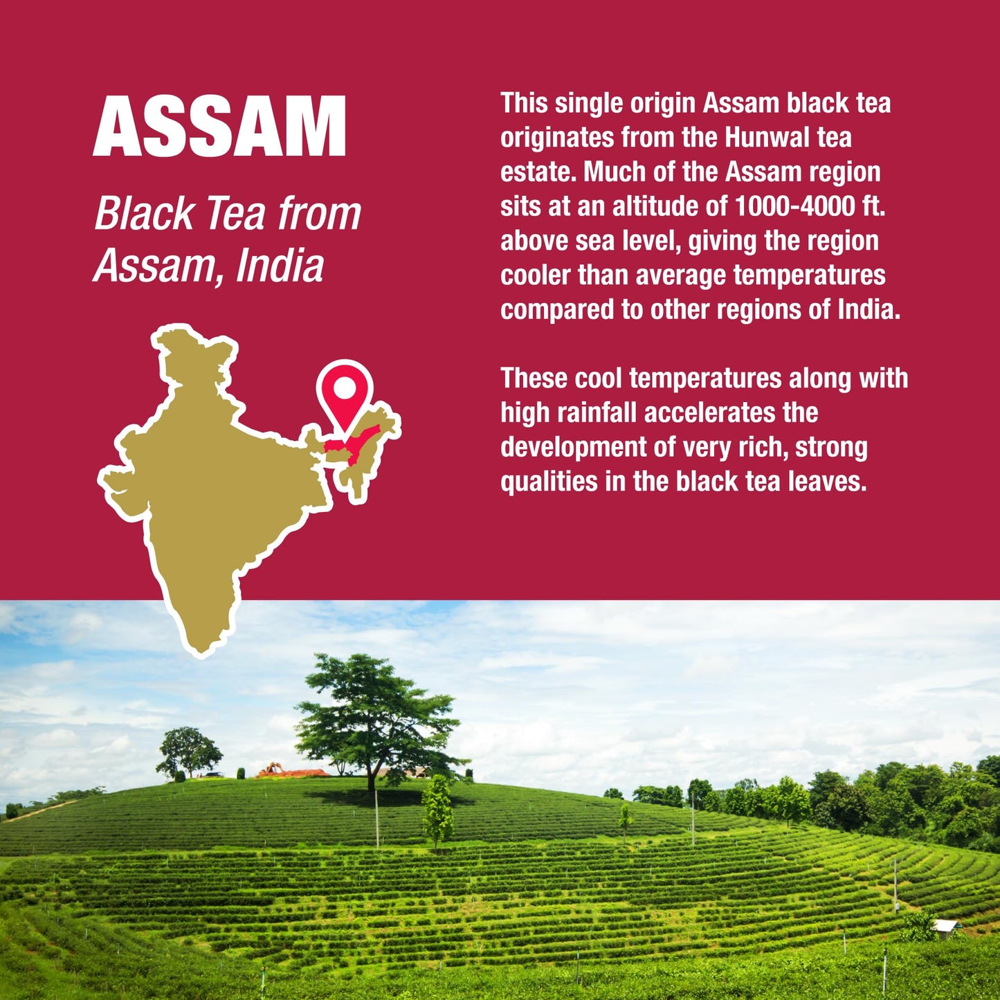 Tiesta Tea - Assam Black Tea, Loose Leaf, Single Origin Premium Black from India, High Caffeinated, Make Hot or Iced & Brews Up to 50 Cups, Pure