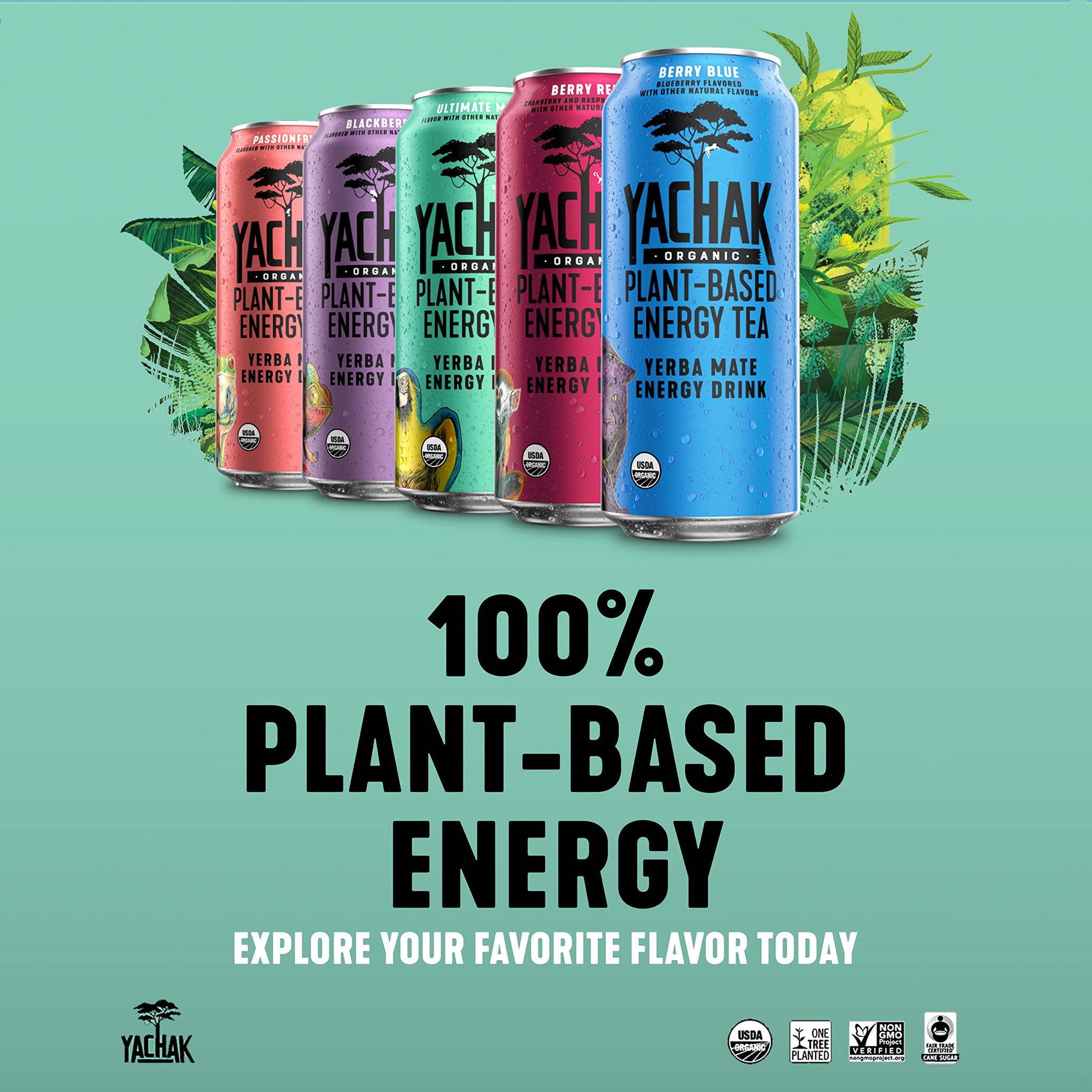 Yachak Yerba Mate Drink, Ultimate Mint, Packaging May Vary, 16 Fl Oz, Pack of 12