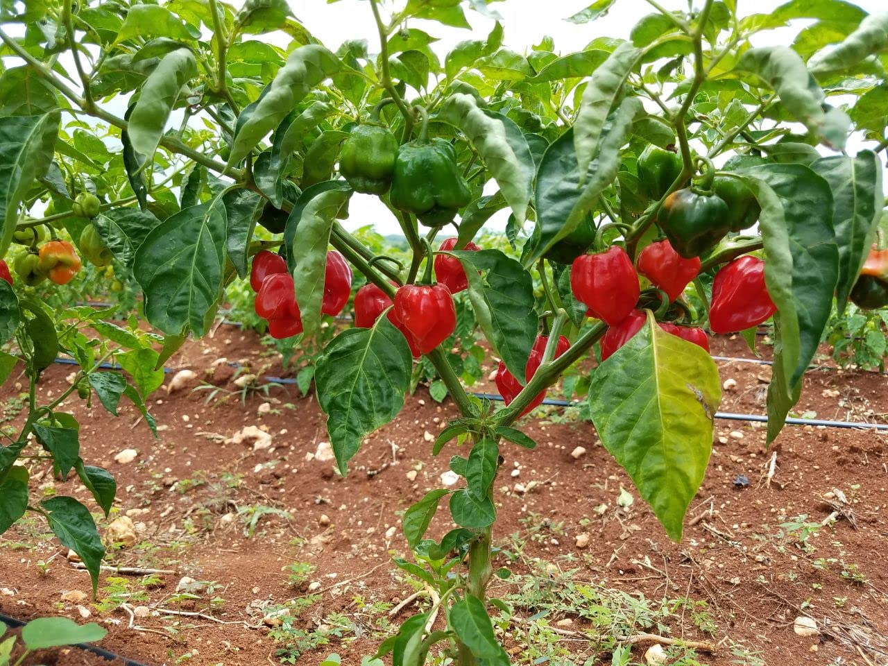 Red Habanero Pepper Mash by Magic Plant - 640 Oz Bulk~ 200K SHUs - Versatile Hot Chili Sauce Base with a Sweet, Aromatic Taste - Turn up the Heat