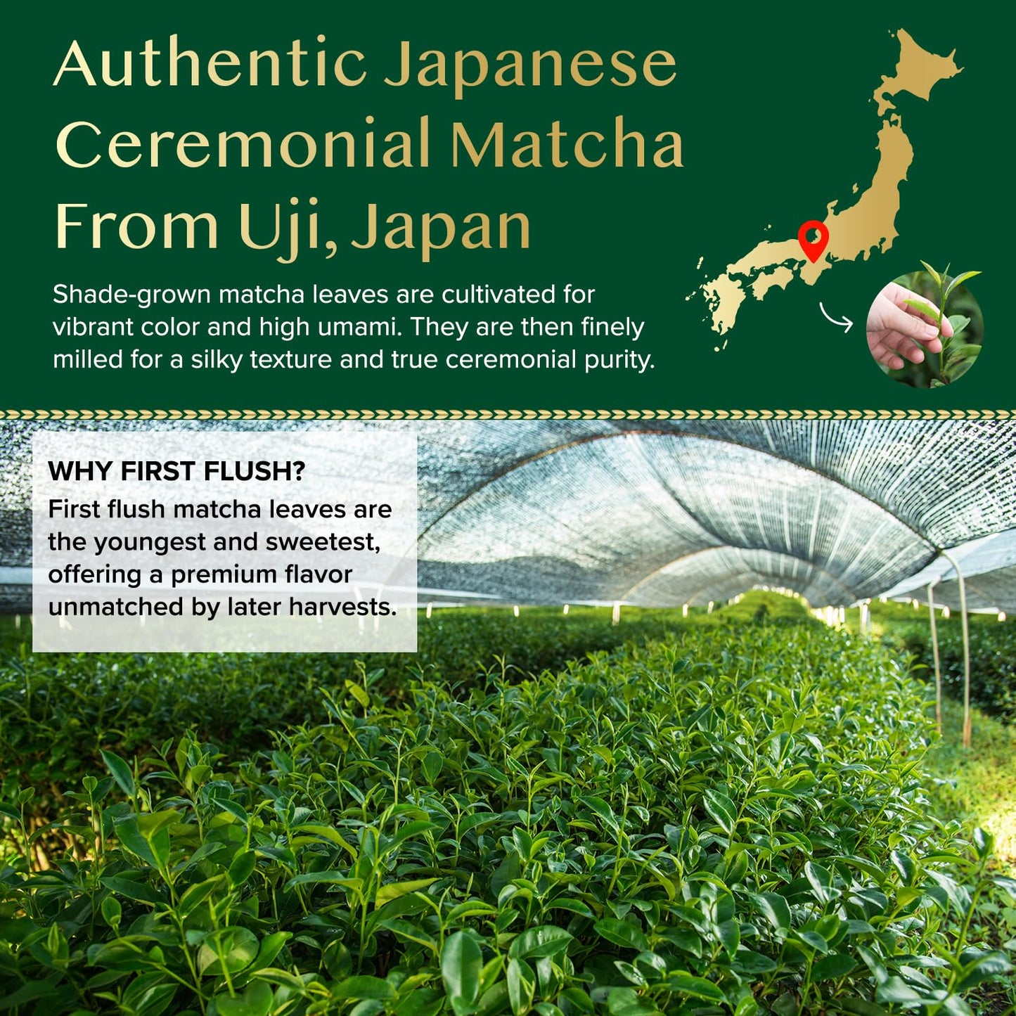 VAHDAM Ceremonial Matcha Green Tea Powder (30g) | Certified Ceremonial Grade Japanese Matcha | Handpicked from Uji, Japan | Smooth & Balanced Taste