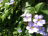 Blue Trumpet Vine (Thunbergia laurifolia) Tea Bags x 20 - Traditional Thai Herbal Tea for Health