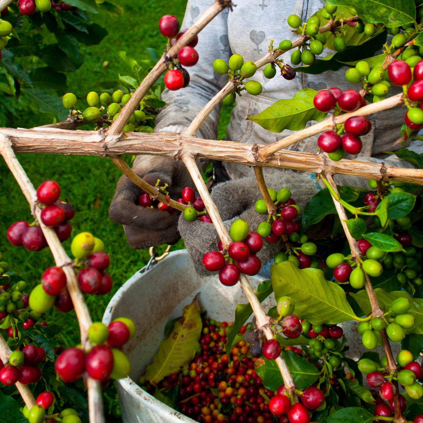 Greenwell Farms 100% Hawaiian Kona Coffee - Medium Roast, Whole Bean, 16oz