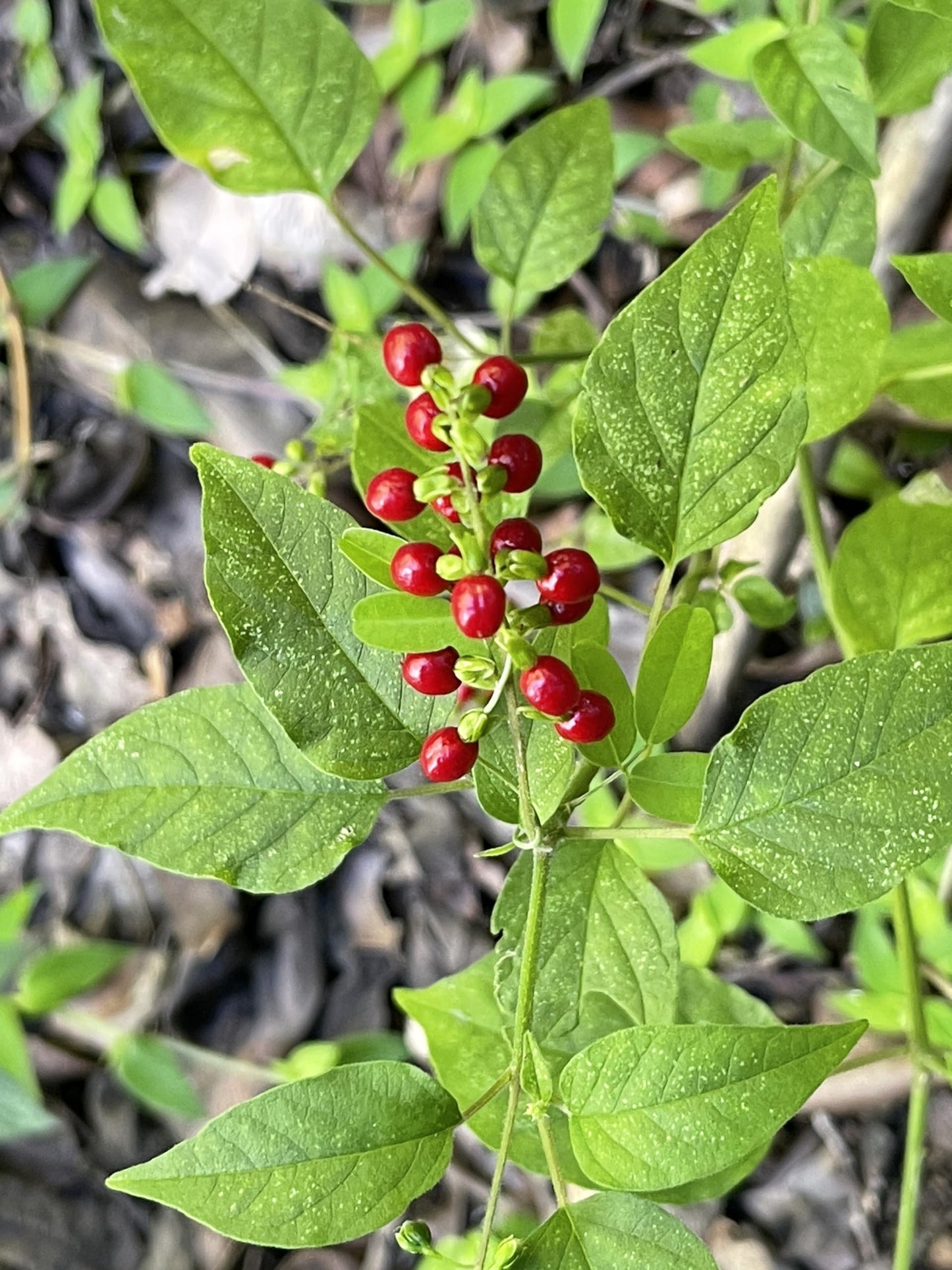 Jamaican Dog Blood Bush, Organic Fertility Tea for Women, Loose Leaf Herb for The Womb