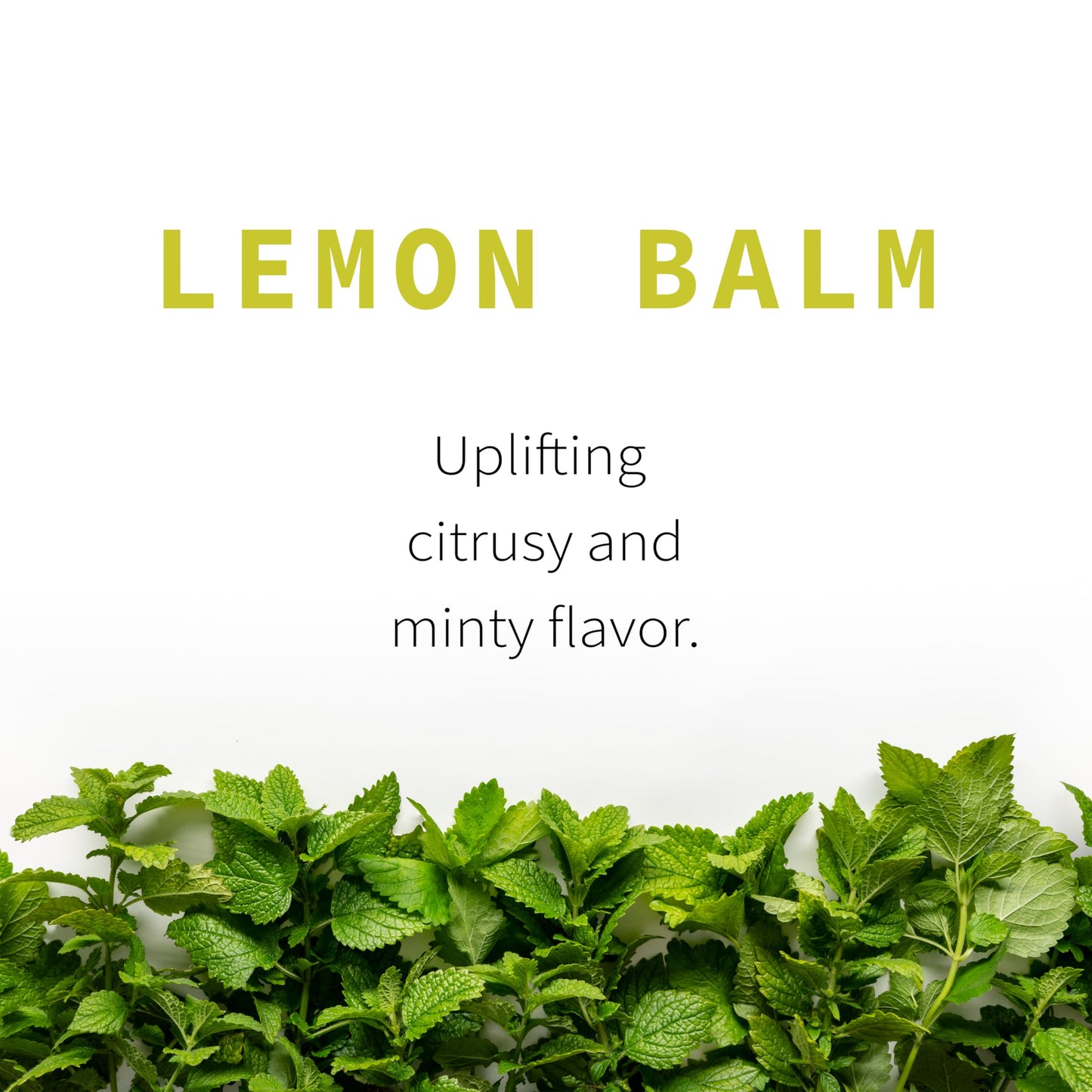 Lemon Balm Tea (Melissa officinalis) Loose Leaf | Organically Grown in Wisconsin | Calming Herbal Tea | 4.9 oz (69 Servings) | Single Source