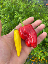 Springs Fireplace Aji Peach hot sauce - Small batch, Farmer grown, Aleppo peppers, Aji Limon peppers, Hot heat, hot sauce, Slow burn, Marinade, All