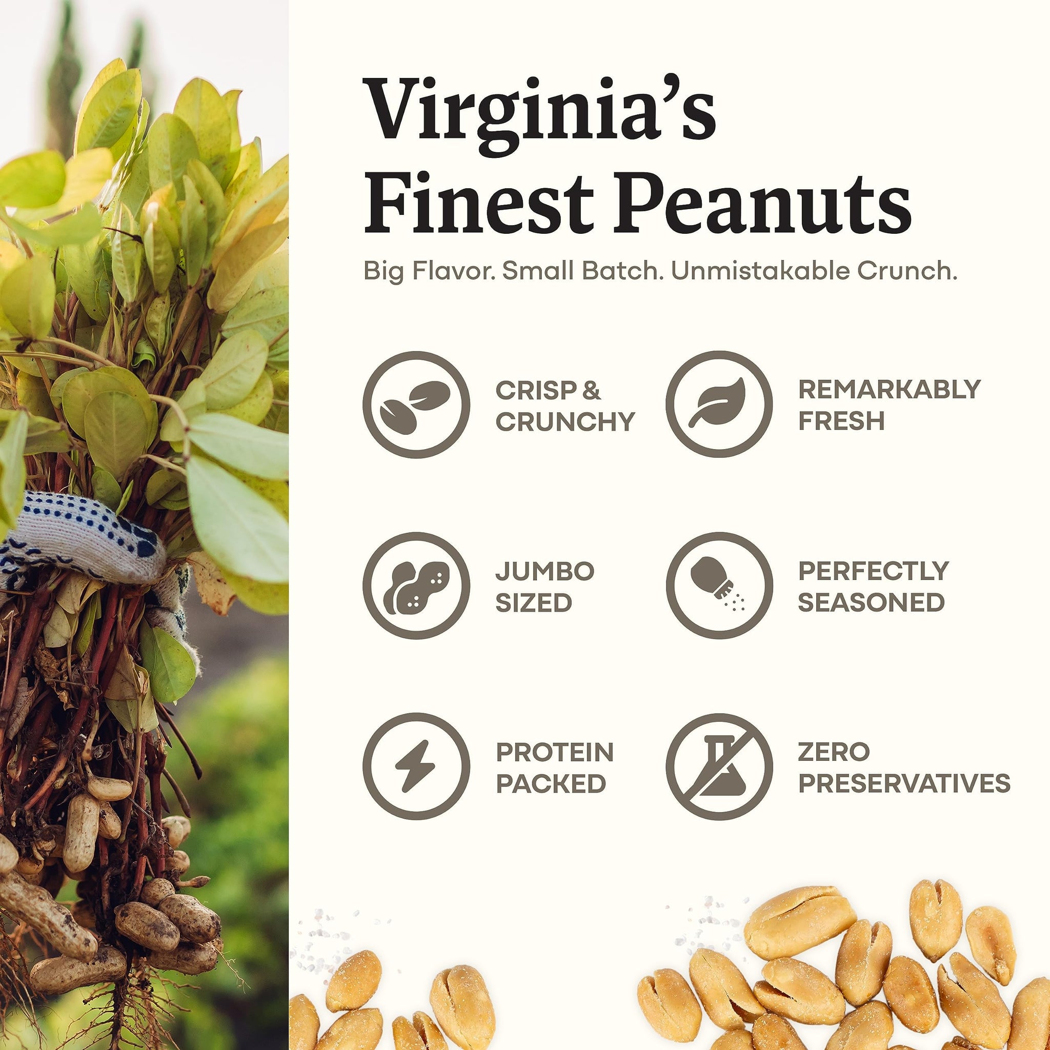 Belmont Peanuts Gourmet Sea-Salted Virginia Peanuts, 38 oz (1 Pack) - Only 3 Simple Ingredients, No Preservatives, 7g Protein - A Premium, Salty