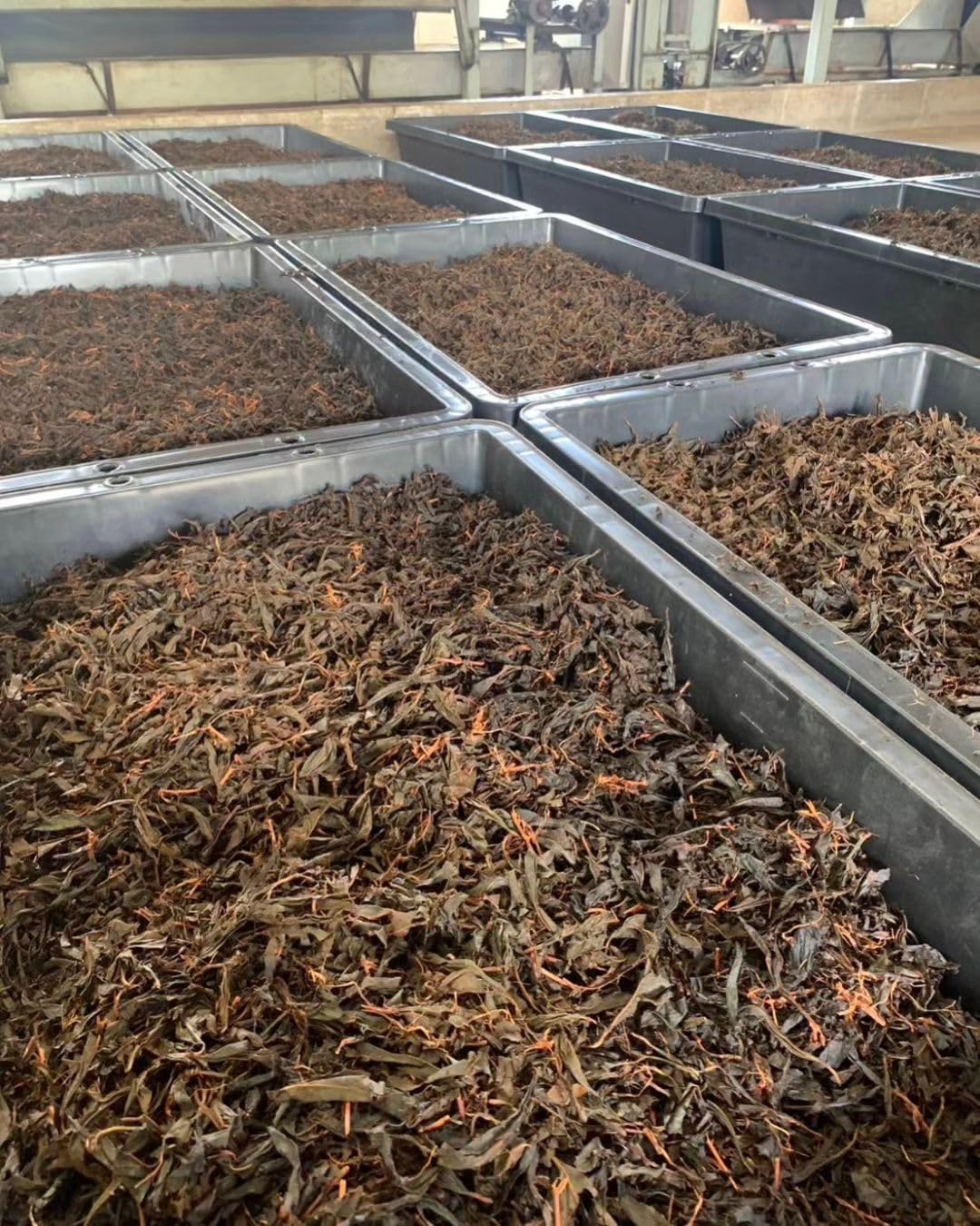 Organic Japanese Black Tea ?? (Kou-Cha) 20 Tea Bags by Tea Kitamura