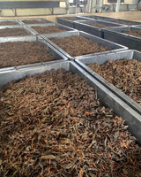 Organic Japanese Black Tea ?? (Kou-Cha) 20 Tea Bags by Tea Kitamura