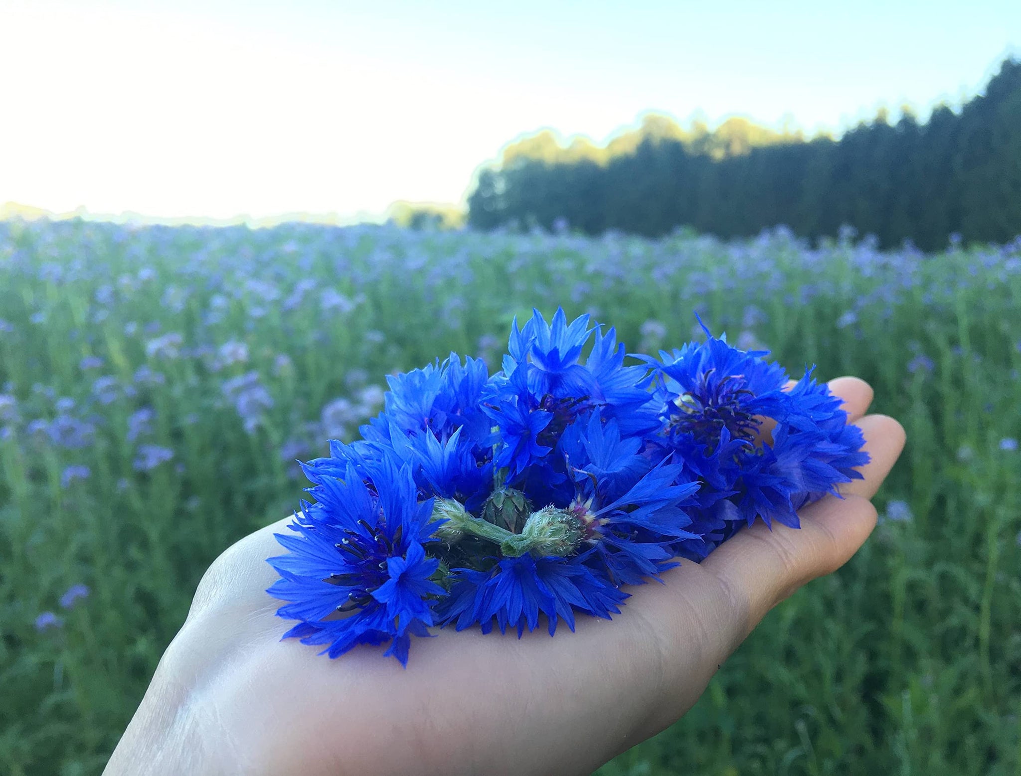 Pure Blue Cornflower Petals - 100% Natural Centaurea cyanus - Dried, Grown in Germany Herbal Cornflower Flowers for Cupcakes, Lattes, Tea Blends, Bath