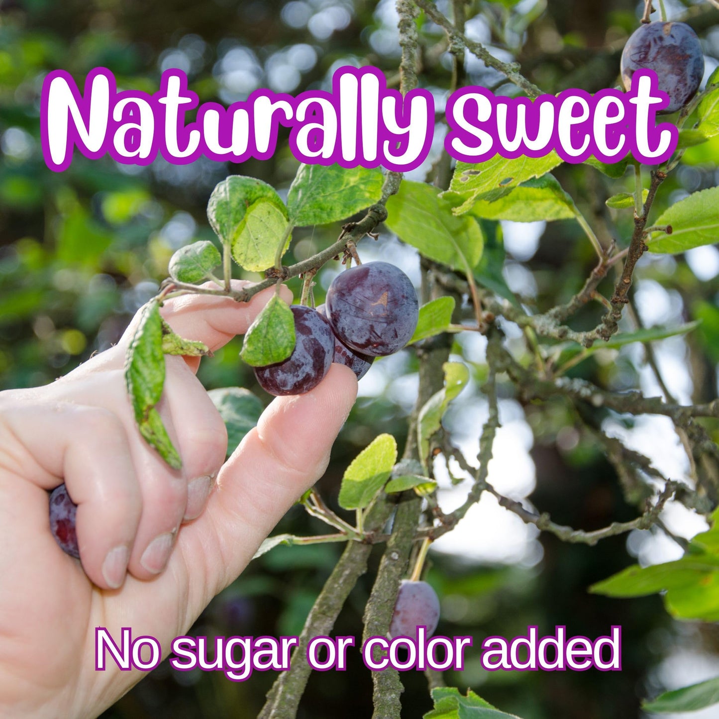 Dried Pitted Prunes Unsweetened by It's Delish, 1 Lb (16 Oz) Bag | Naturally Sweet, No Sugar Added, High Fiber Dried Fruit Snack | Healthy, Moist