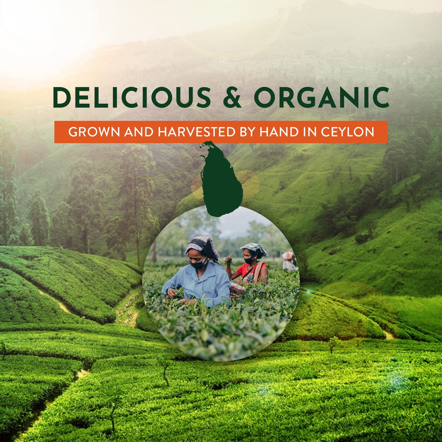 tekola Tea Co. - Organic Gunpowder Green Tea, Grown, Processed and Packed in Ceylon, loose leaf - 16 ounces