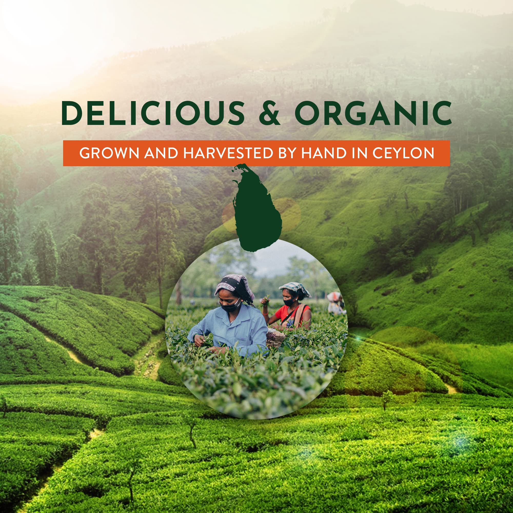 tekola Tea Co. - Organic Gunpowder Green Tea, Grown, Processed and Packed in Ceylon, loose leaf - 16 ounces