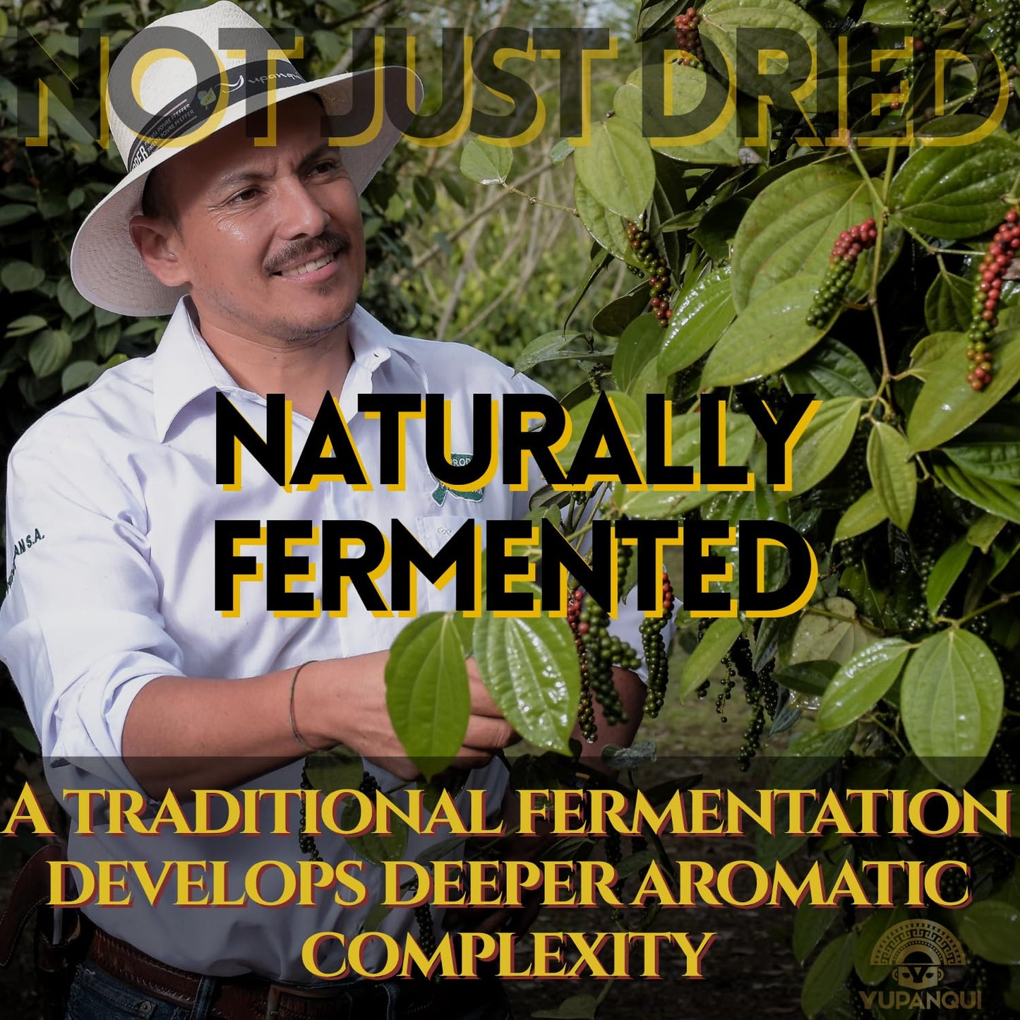 Yupanqui CULTURED BLACK Pepper Family Reserve Fermented Black Peppercorns Whole Gourmet Peppercorns for Grinder Refill Dawn Roasted Peppercorns