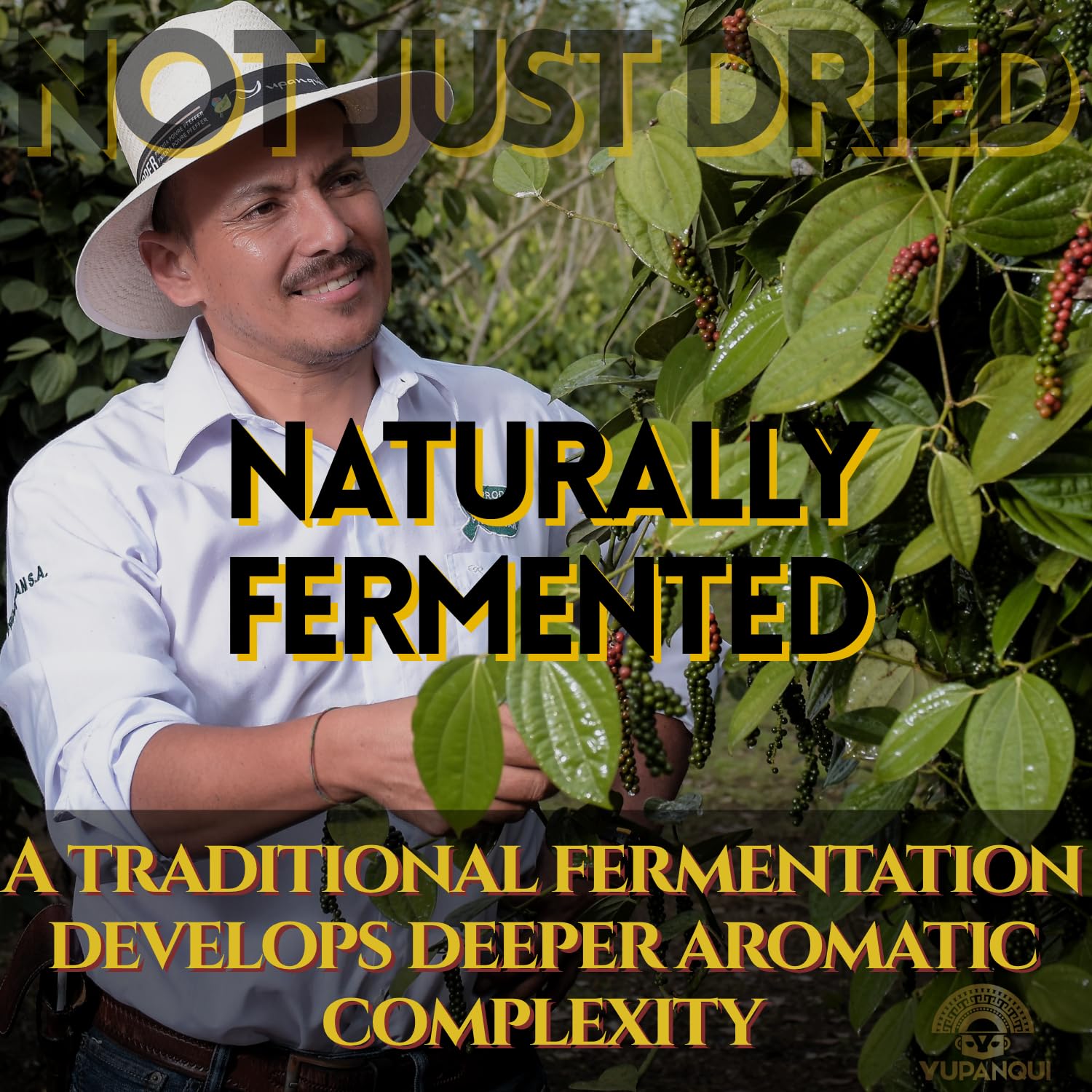 Yupanqui CULTURED BLACK Pepper Family Reserve Fermented Black Peppercorns Whole Gourmet Peppercorns for Grinder Refill Dawn Roasted Peppercorns