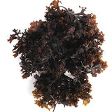 VITAMINSEA Irish Sea Moss Dried Seaweed | Wild North Atlantic Seaweed for Snacking, Seasoning, Soups & Salads | Rich in Vitamins, Minerals