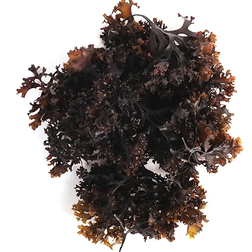 VITAMINSEA Irish Sea Moss Dried Seaweed | Wild North Atlantic Seaweed for Snacking, Seasoning, Soups & Salads | Rich in Vitamins, Minerals