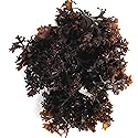 VITAMINSEA Irish Sea Moss Dried Seaweed | Wild North Atlantic Seaweed for Snacking, Seasoning, Soups & Salads | Rich in Vitamins, Minerals
