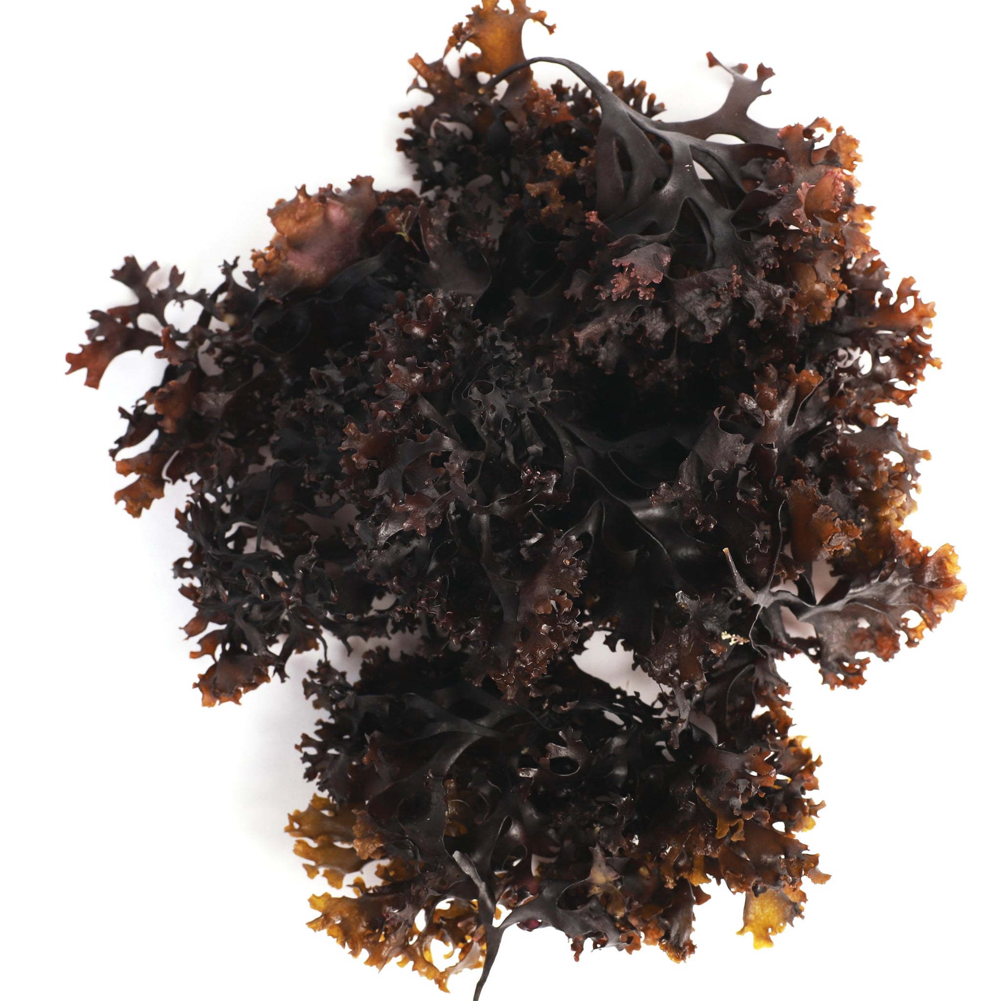 VITAMINSEA Irish Sea Moss Dried Seaweed | Wild North Atlantic Seaweed for Snacking, Seasoning, Soups & Salads | Rich in Vitamins, Minerals