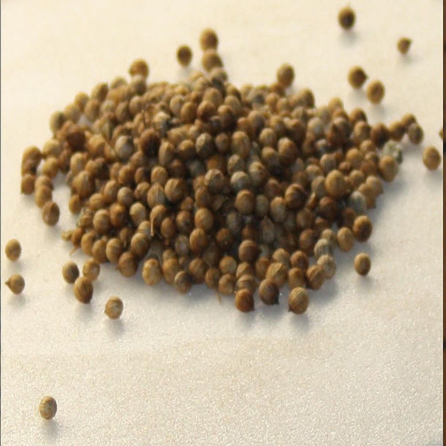 Coriander Seed Whole - 5Lbs