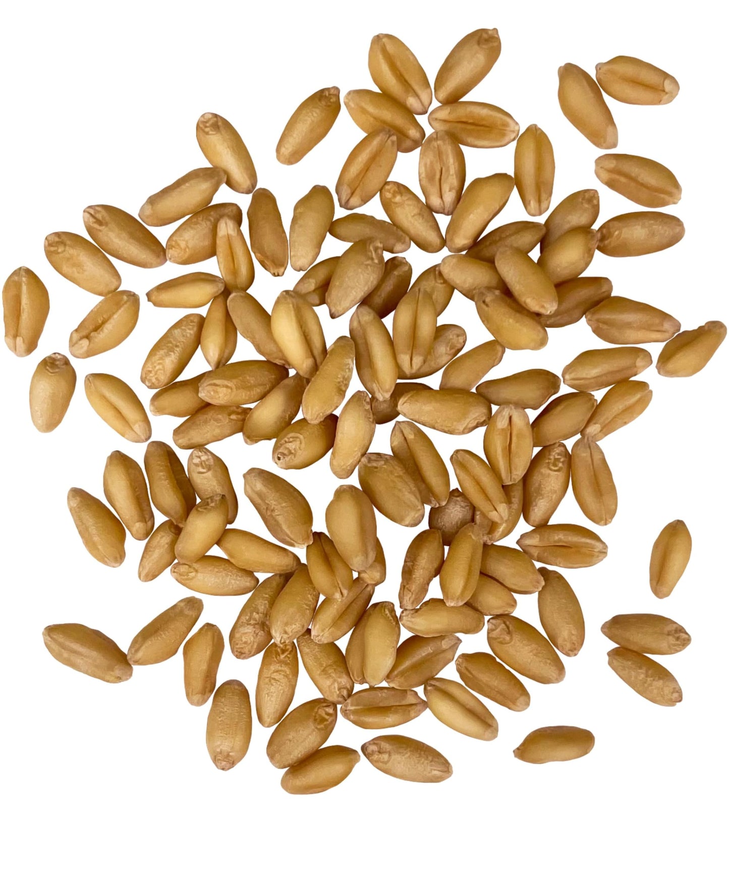 Palouse Brand Certified Glyphosate Residue Free Soft White Wheat Berries | 25 LBS | Emergency Food Storage Bucket | Non-GMO | Grown on Our Family Farm | Bulk