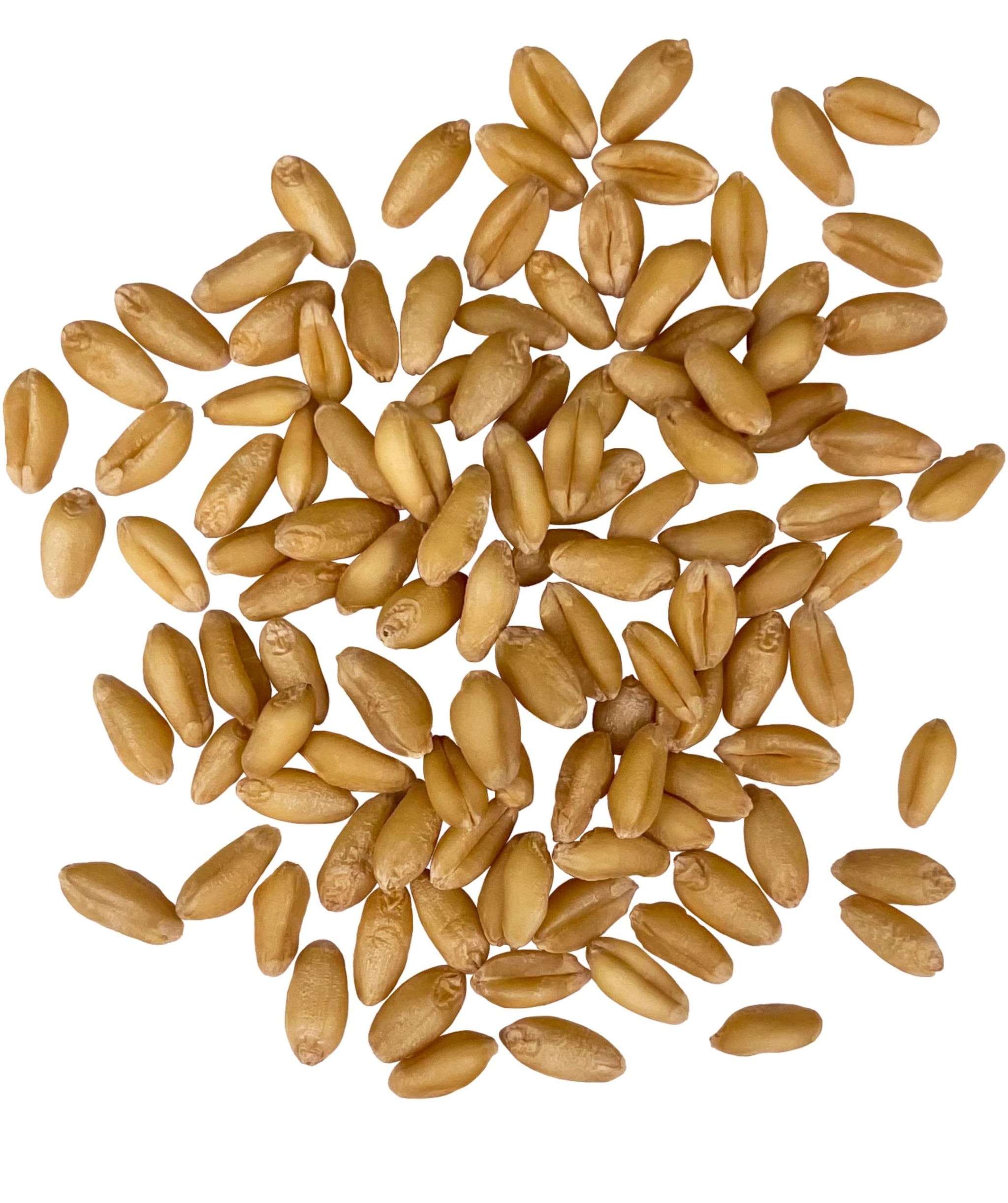 Palouse Brand Certified Glyphosate Residue Free Soft White Wheat Berries | 25 LBS | Emergency Food Storage Bucket | Non-GMO | Grown on Our Family Farm | Bulk