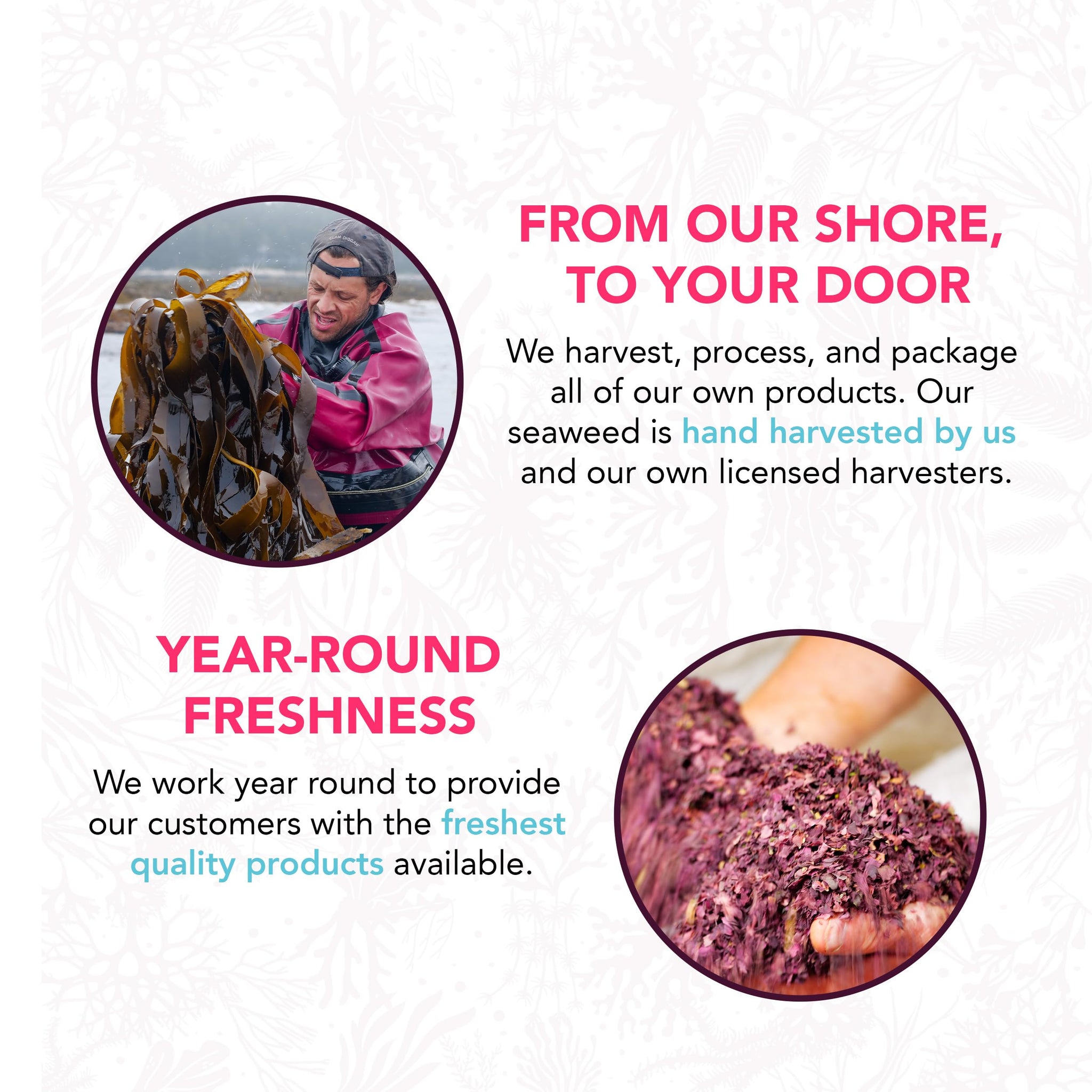 VITAMINSEA Irish Sea Moss Dried Seaweed | Wild North Atlantic Seaweed for Snacking, Seasoning, Soups & Salads | Rich in Vitamins, Minerals