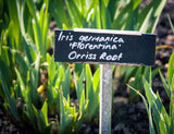 Whole Orris Root - 100% Iris Germanica - Iris Root Contains Essential Oils, Flavonoids And Is Used In Perfumes - Net Weight: 1.76oz / 50g