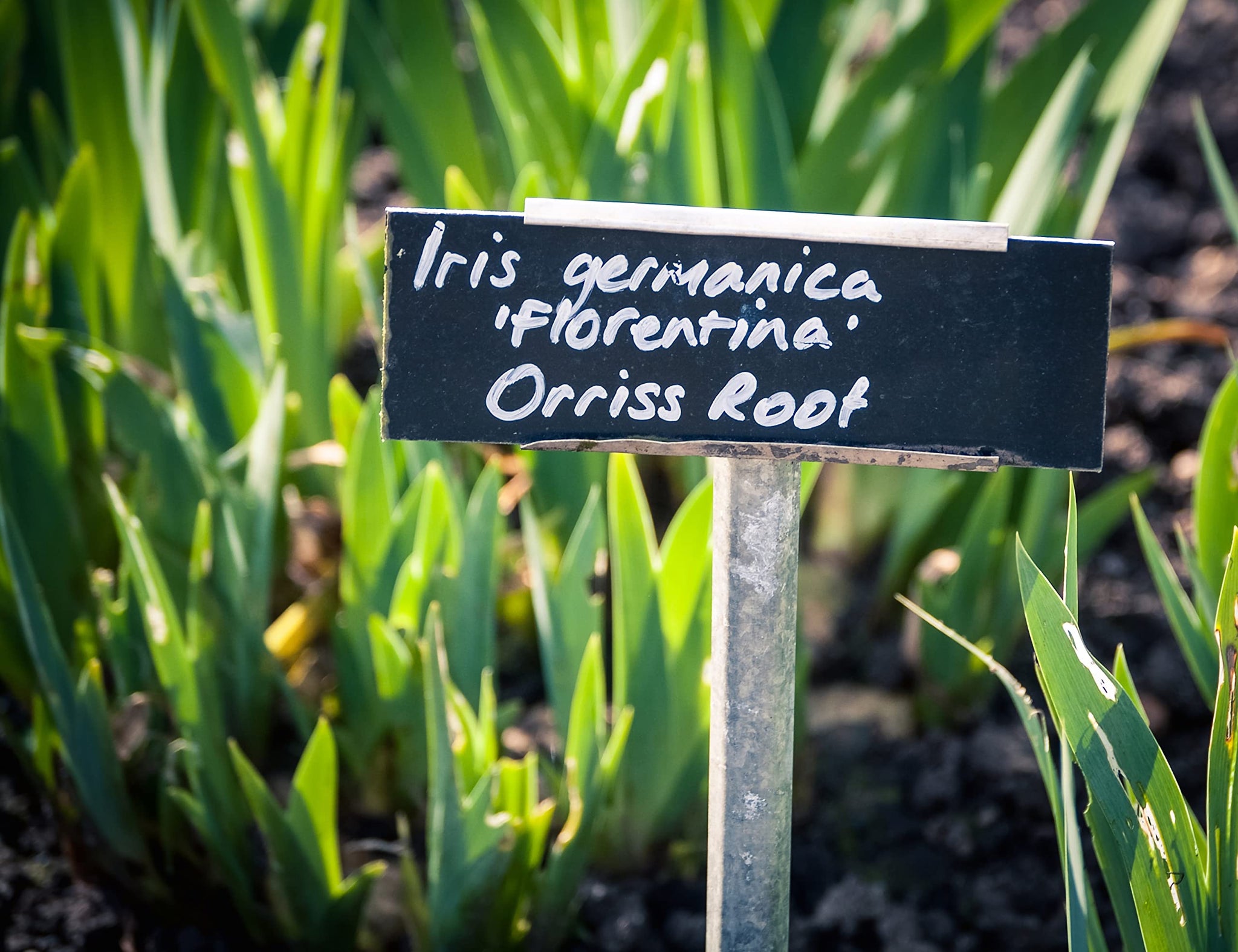Whole Orris Root - 100% Iris Germanica - Iris Root Contains Essential Oils, Flavonoids And Is Used In Perfumes - Net Weight: 1.76oz / 50g