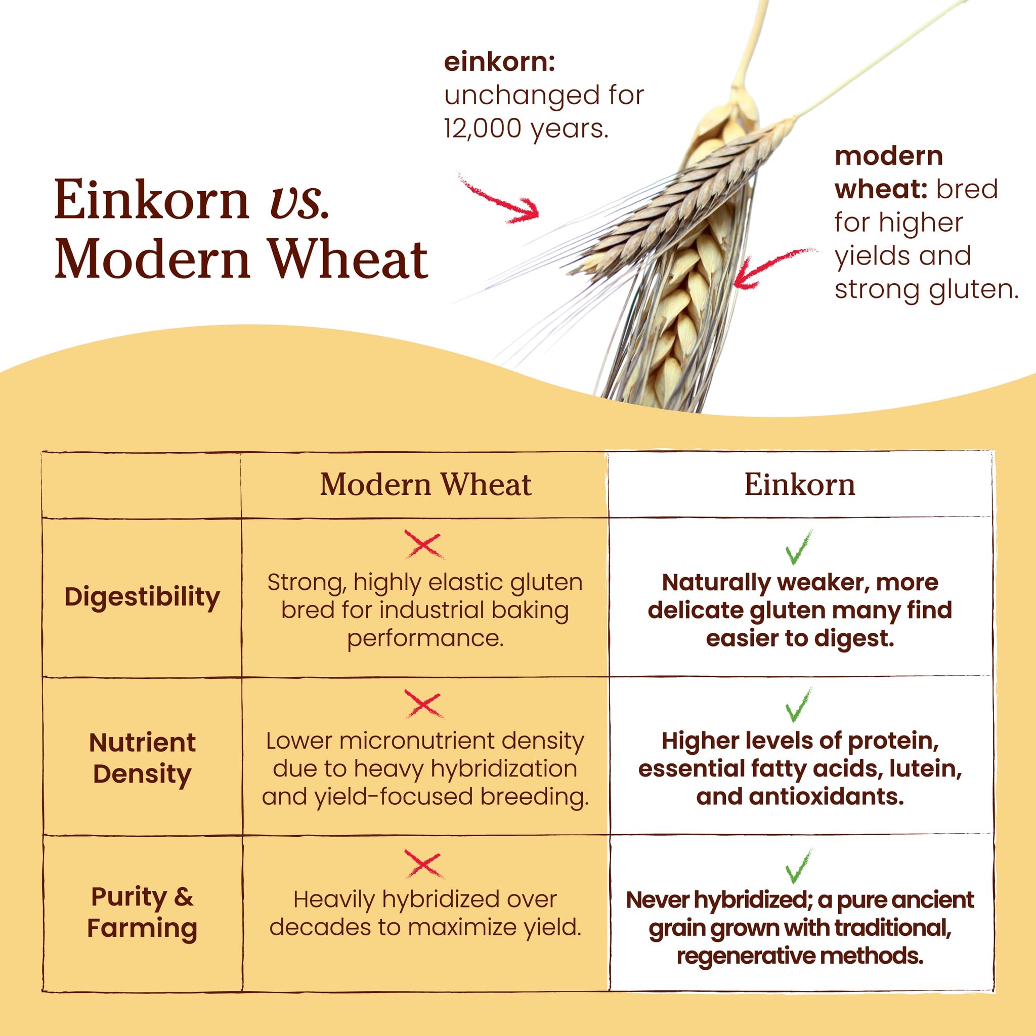 Jovial Organic Einkorn Whole Wheat Flour - Bread Baking Flour for Sourdough, High Protein, Non-GMO, Organic Pizza & Pasta Flour, European Italian