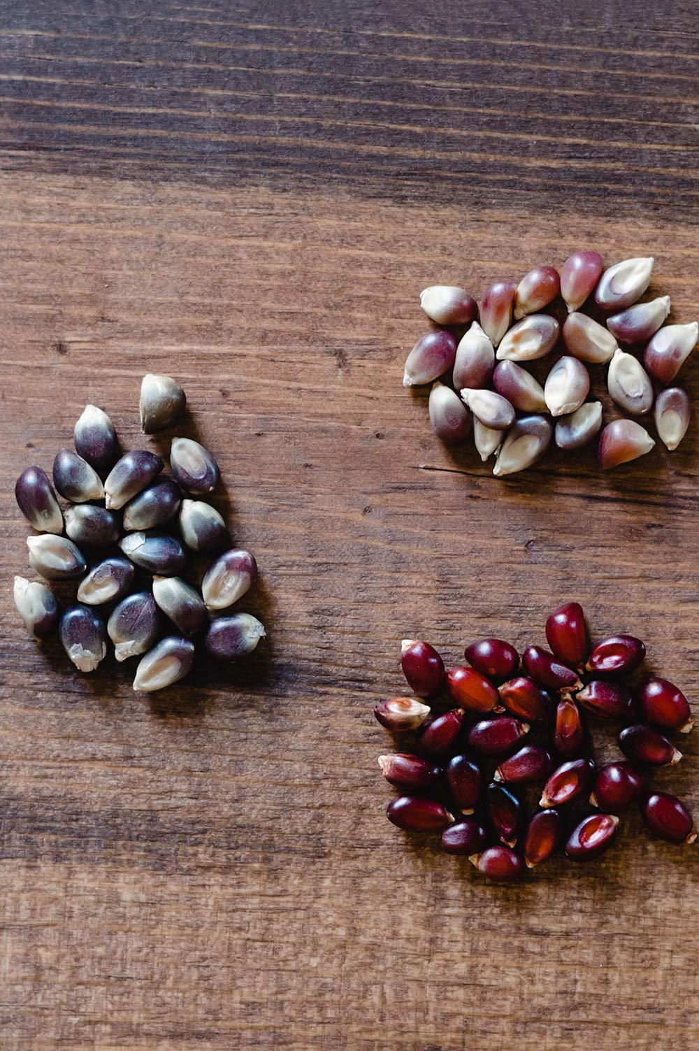 Amish Country Popcorn | 6-1 lb Bags | Variety Bundle | 2-1 lb Bags Purple - 2-1 lb Bags Red and 2-1 lb Bags Blue Popcorn Kernels | Old Fashioned