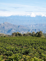 La Sierra Hazelnut Flavored Coffee, Medium Dark Craft Roasted, Single Origin, Colombia, Whole Bean, 16 OZ