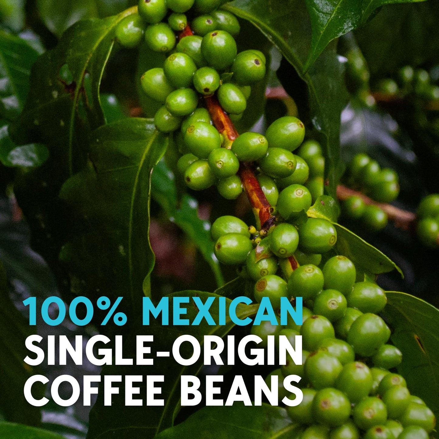 RICA Cold Brew | Mexican Single-Origin Light Roast Coarse Ground Coffee for Cold Brew | 100% Arabica from Chiapas, Mexico | Low Acid, Bright Citrus