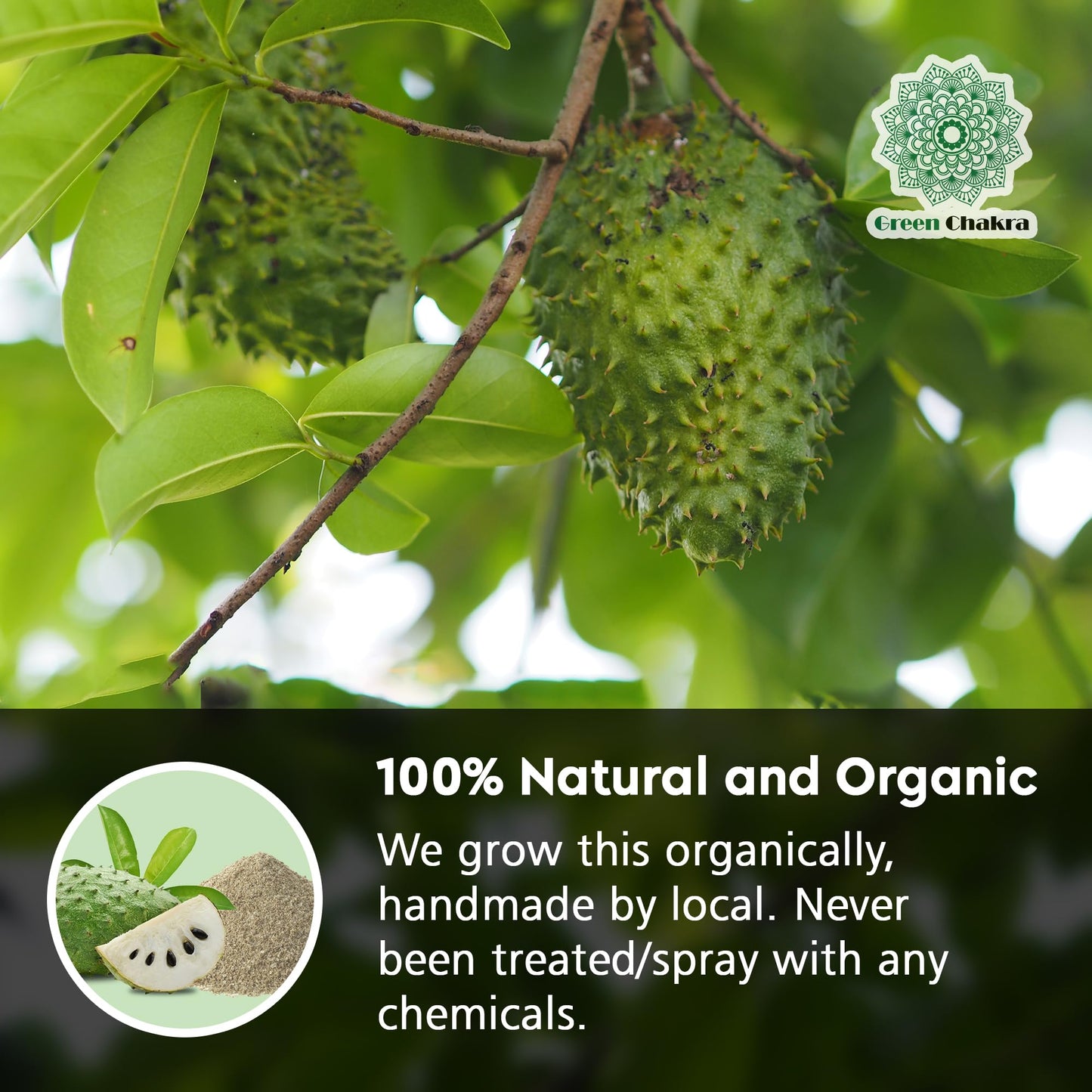 Soursop Leaves Tea Bags - 100% Natural Graviola Leaf Herbal Tea - Pure Dried Soursop Leaves for Infusion - Caffeine-Free Herbal Tea Bags