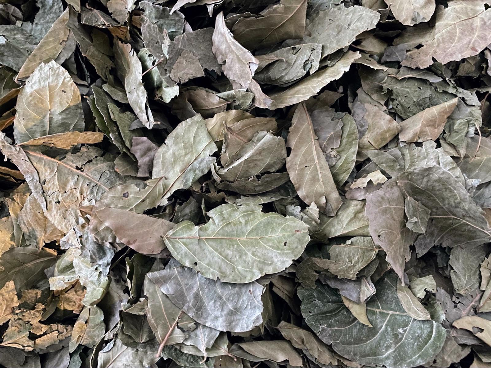 Imphex Kinkeliba | Seh-Haw | Premium African Herbal Tea | Raw From Senegal | 3.53 oz (100g) | Caffeine Free | 100% Natural Dried Leaves