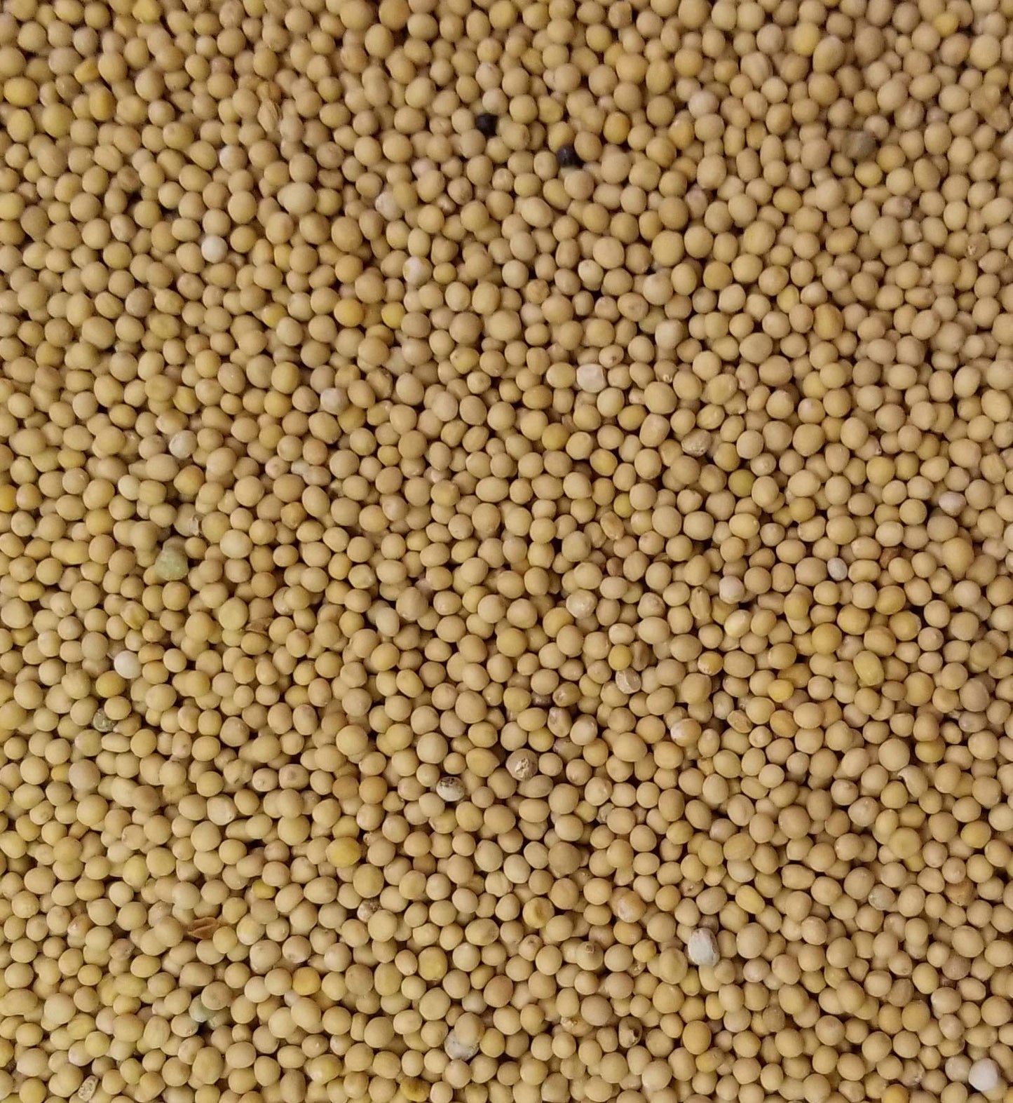 YELLOW Mustard Seeds 5 Pounds Bulk Bag-Heat Sealed to Maintain Freshness