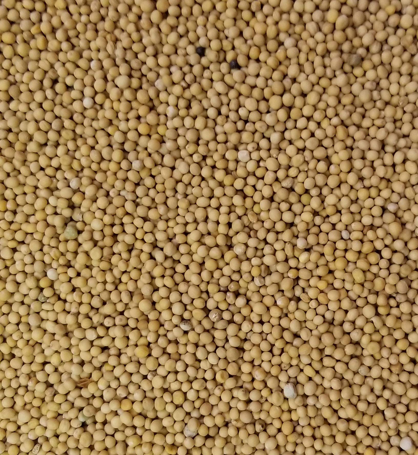 YELLOW Mustard Seeds 5 Pounds Bulk Bag-Heat Sealed to Maintain Freshness