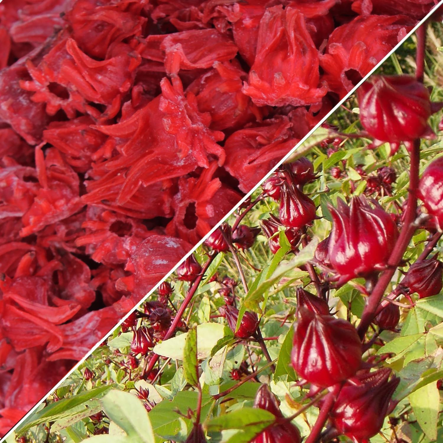WOODCHA Roselle, Candied Hibiscus, Dried Edible Flowers, Edible Hibiscus Flowers Cake Decorations, Hibiscus Food, Dehydrated Flowers, Roselle, Kosher